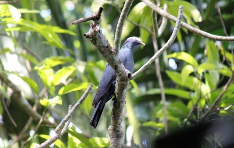 Bird Feeding Sanctuary and Columbus Park Day Adventure