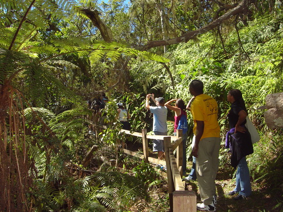 blue mountain bicycle tour jamaica review